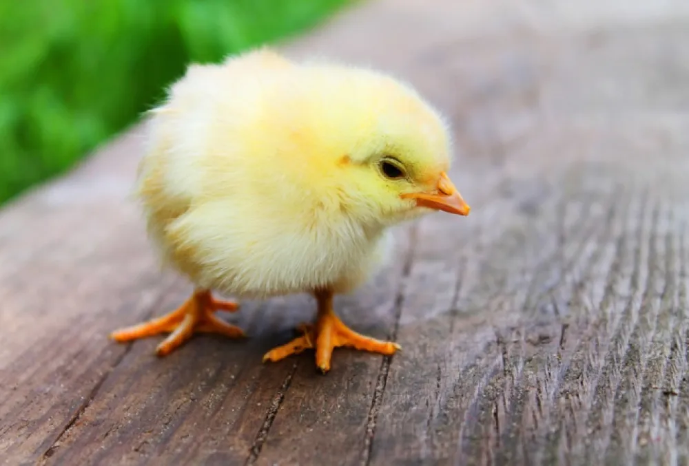 Attēlā var redzēt cāli